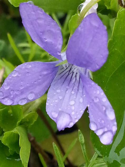 fleurs des champs  comme violette site de lassociation patrimoine seixois