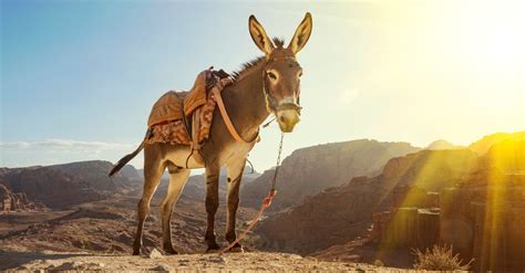 story  balaam prophet  talking donkey   bible
