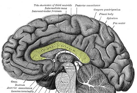 corpus callosum   function   brain corpus callosum corpus cerebral