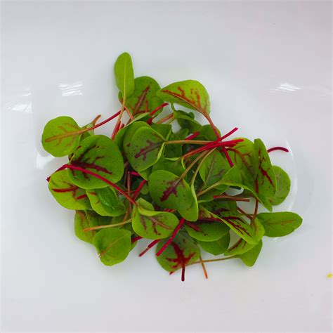 micro red veined sorrel