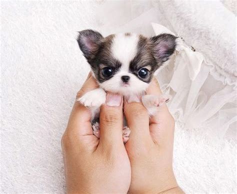 cutest puppy pics  cute overload babamail