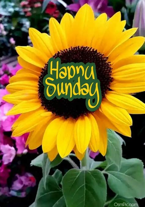 top  good morning happy sunday images hd pictures  whatsapp