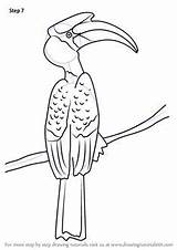 Hornbill Birds Drawingtutorials101 Rhinoceros Tutorials Symbolism Rufous sketch template