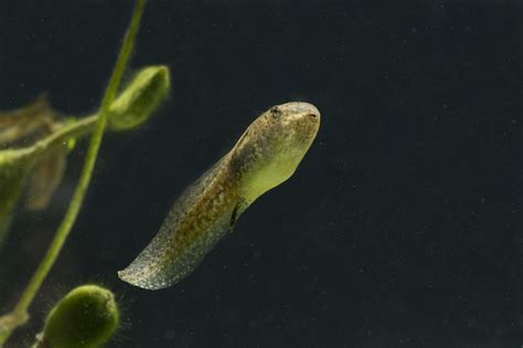 radioactive tadpoles reveal contamination clues