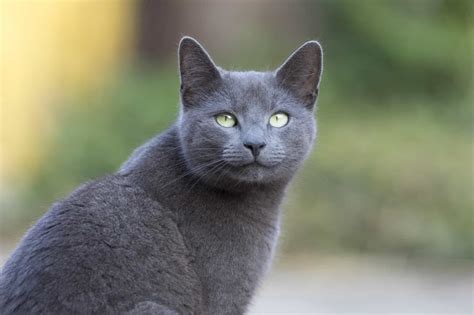 facts  russian blue cats personality history health
