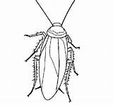 Cockroach Coloring Pages Printable Kids Color Template Animal Bestcoloringpagesforkids Sketch Visit sketch template