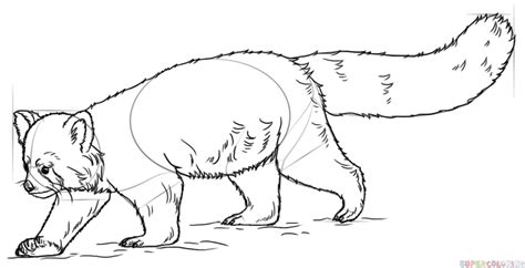 red panda drawing tutorial lashawn bayer