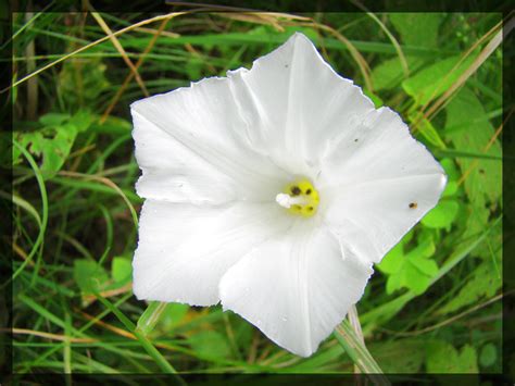 white wild flower  rockfrogger  deviantart