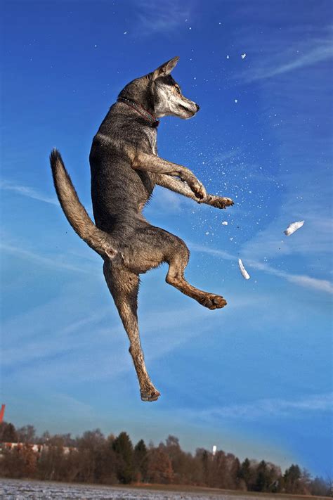 flying wolf  alyat  deviantart