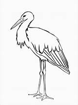Stork Printable Nest Coloringbay sketch template