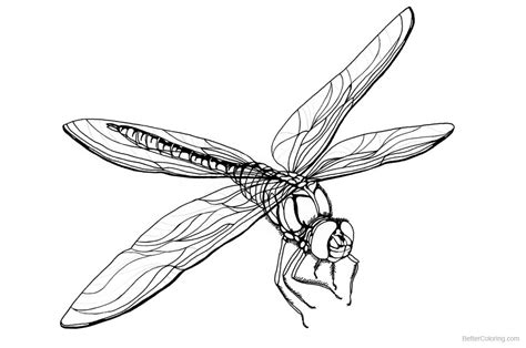 realistic dragonfly coloring pages  printable coloring pages