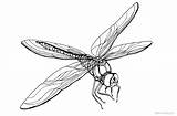 Dragonfly Coloring Pages Printable Realistic Kids Color Getcolorings Print sketch template