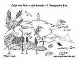 Coloring Bay Chesapeake Animals Nature Drawings Pdf West 612px 92kb sketch template
