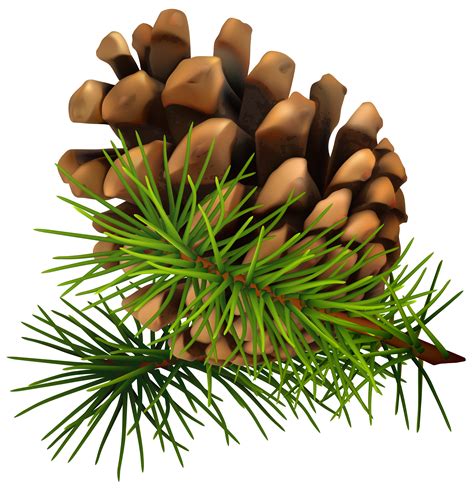 pine cone clipart   cliparts  images  clipground
