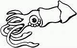Squid Calamar Stingray Colorear Tintenfisch Sting Ausmalbild Menta Educación Clipground sketch template