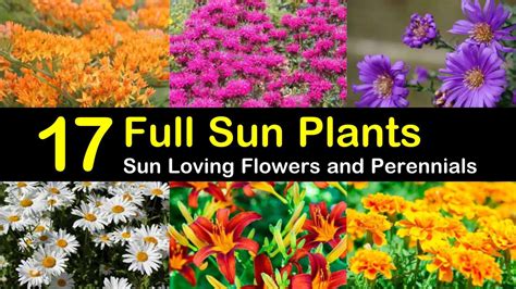 full sun plants sun loving flowers  perennials