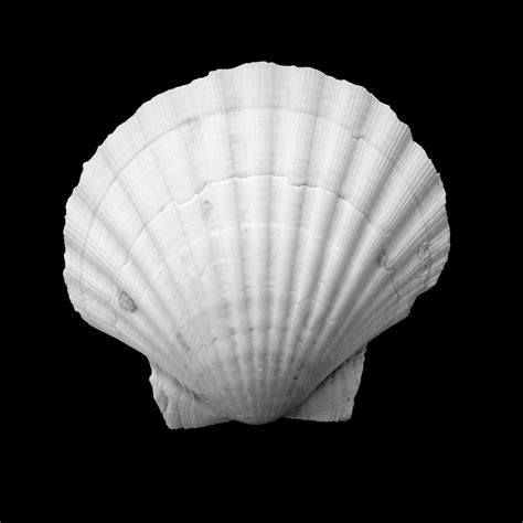 white scallop shell   black background stockfreedom premium