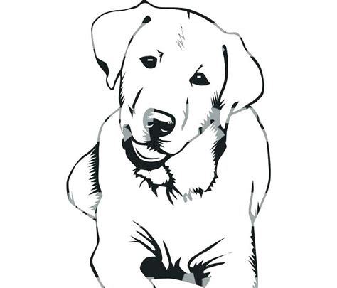 labrador realistic dog coloring pages  reading   page