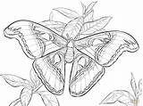 Moth Coloring Atlas Pages Realistic Luna Drawing Printable Super sketch template