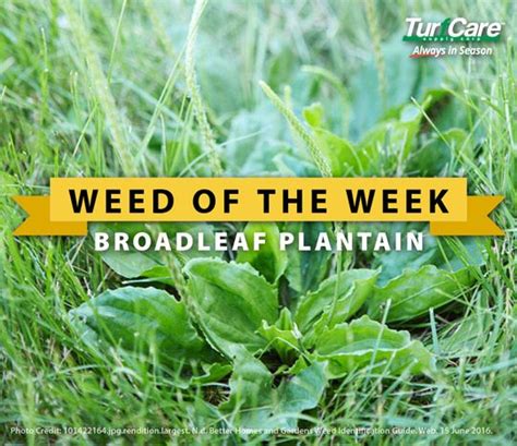 Weed Of The Week Broadleaf Plantain