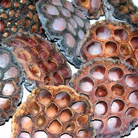 Dried Lotus Pods Heads