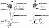 Sporangium Fungi Sporangiophores Microbiology Asexual Sporangia Sporangiophore Spores Involved sketch template