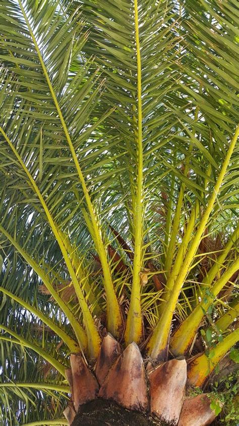 branch  palm  bright fruits stock image image  tree botany