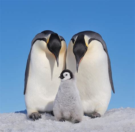 schwarzer pinguin  der antarktis gefilmt welt