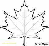 Maple Template Canada Leaves Foglie Herfstblad Kleurplaat Herfst Veles sketch template