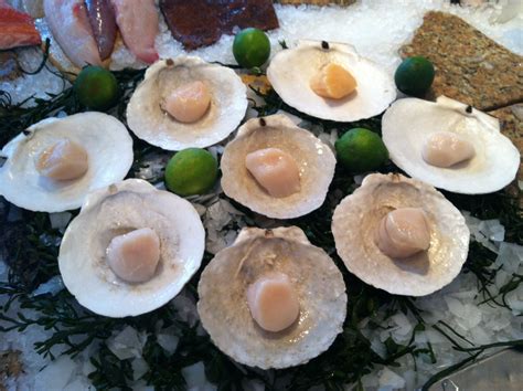 edible ocean scallops