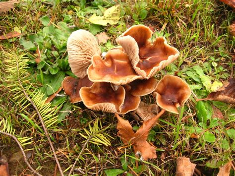 Bluing Psilocybe Mushroom Gohiking Ca