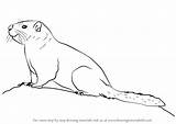 Marmot Draw Bellied Yellow Step Drawing Rodents Tutorials Drawingtutorials101 sketch template