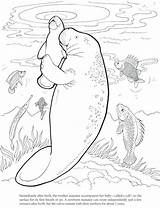 Manatee Coloring Pages Printable Cute Dugong Color Print Dover Animals Book Colouring Drawings Baby Sea Books Adult Mom Drawing Animal sketch template