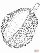 Durian Coloring Pages Drawing Printable Supercoloring Branch Seed Section Cross Categories sketch template