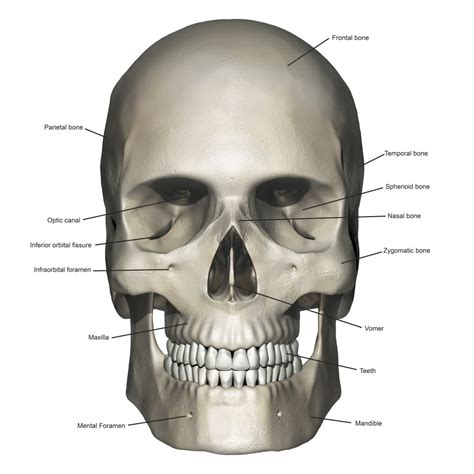 anterior view  human skull anatomy  annotations poster print