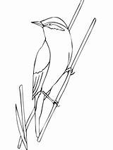 Coloring Warbler Bird Printable Yellow Version Click Yellowthroat Common Categories Designlooter Supercoloring Pages sketch template
