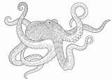 Octopus Squid Poulpe Zentangle Stylized Freehand Devilfish Cuttlefish Intricate Verbnow Octapus Mandalas Visit Designs Colorarty sketch template
