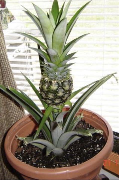 grown   pineapple easy      top