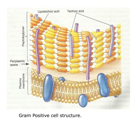sharemicro  cell wall structure