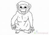 Szympans Chimpanzee Kolorowanki sketch template