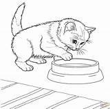 Katzenbilder Ausmalen Ausdrucken Drucken Kostenlos Kleine sketch template