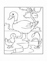 Duck Verbnow sketch template