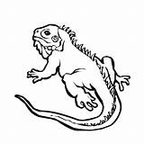 Iguana Iguane Galapagos Coloriage Dessin Colornimbus Colorier Crawl Designlooter Coloriages sketch template