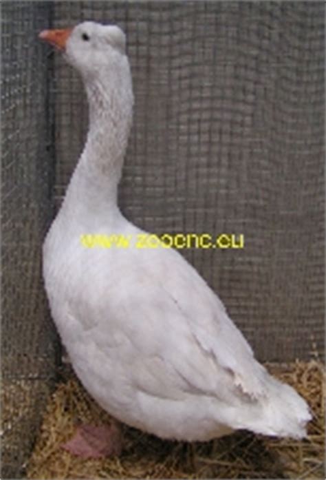emporda goose poultry breeds encyclopedia