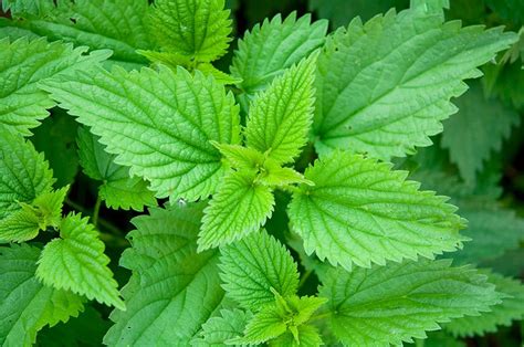 growing nettle   plant care   harvest   herb