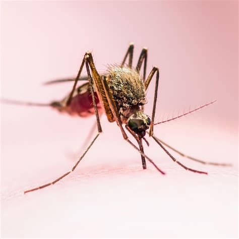 killer mosquitos  discounts save  jlcatjgobmx