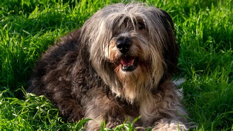 unique dog breeds  polish lowland sheepdog pinnacle pet