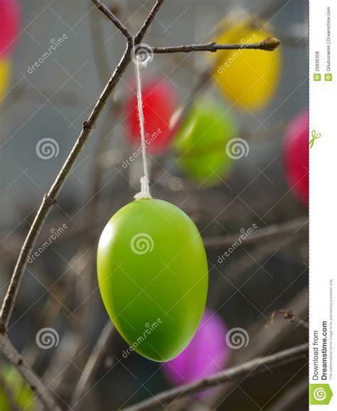 easter eggs hanging  branches stock photo image  easter bloomed
