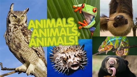 animal types   facts