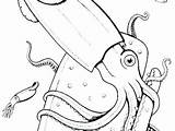 Squid Coloring Pages Giant Cartoon Getcolorings Color Getdrawings Drawing sketch template
